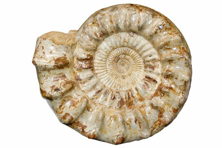 Huge Jurassic Ammonite (Kranosphinctes?) Fossil - Madagascar #175802